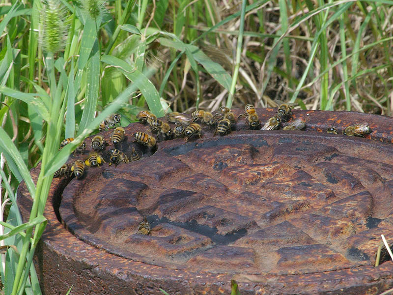 A hive of likely Africanized Honey Bees.