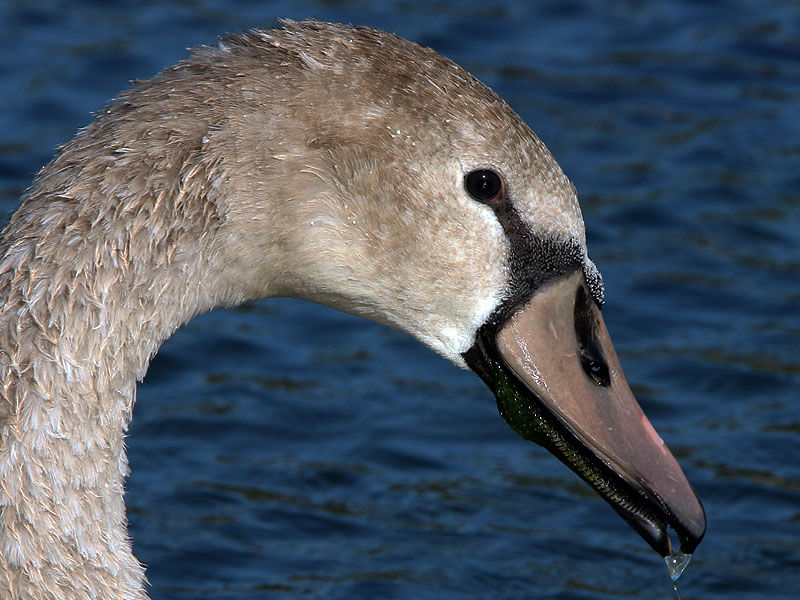 A closer look at the young swan.