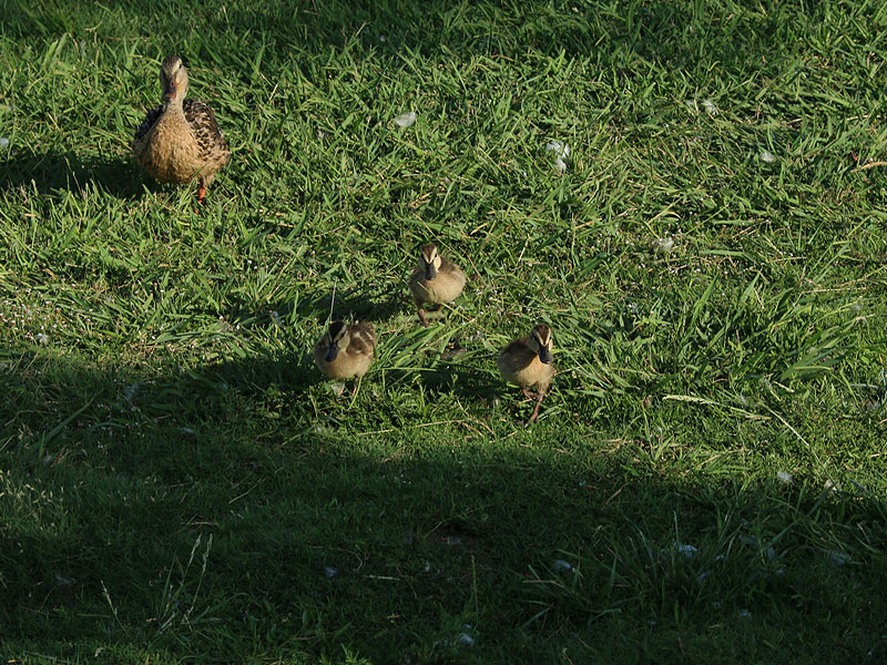 Young Mallards come running.