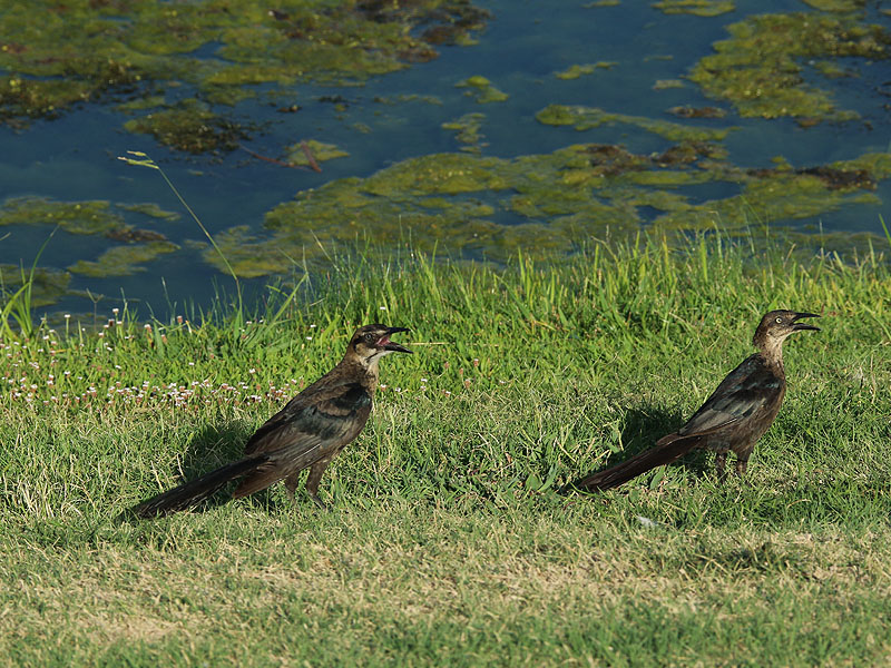 A juvenile Great-tailed Grackle follows his mother demanding to be fed.