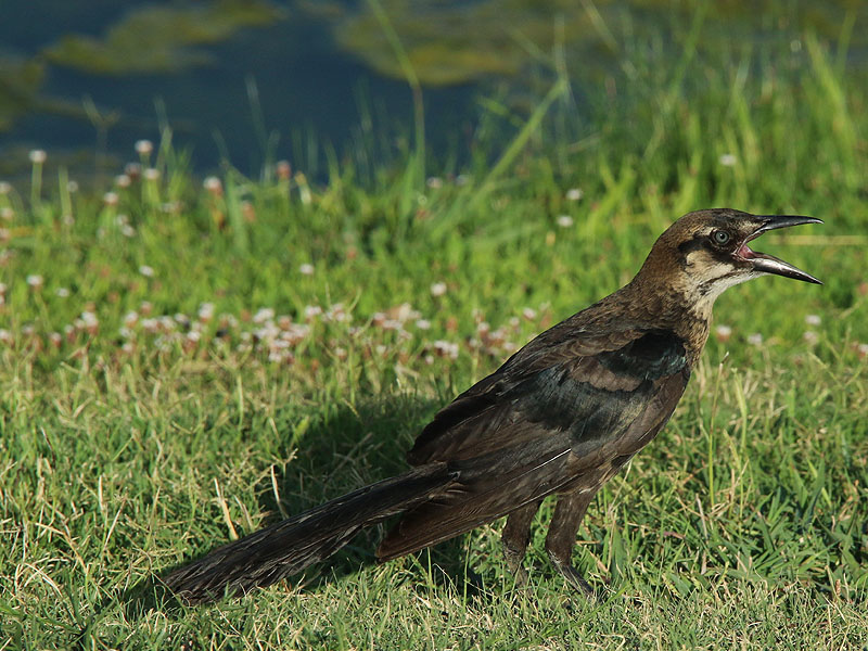 A juvenile Great-tailed Grackle.
