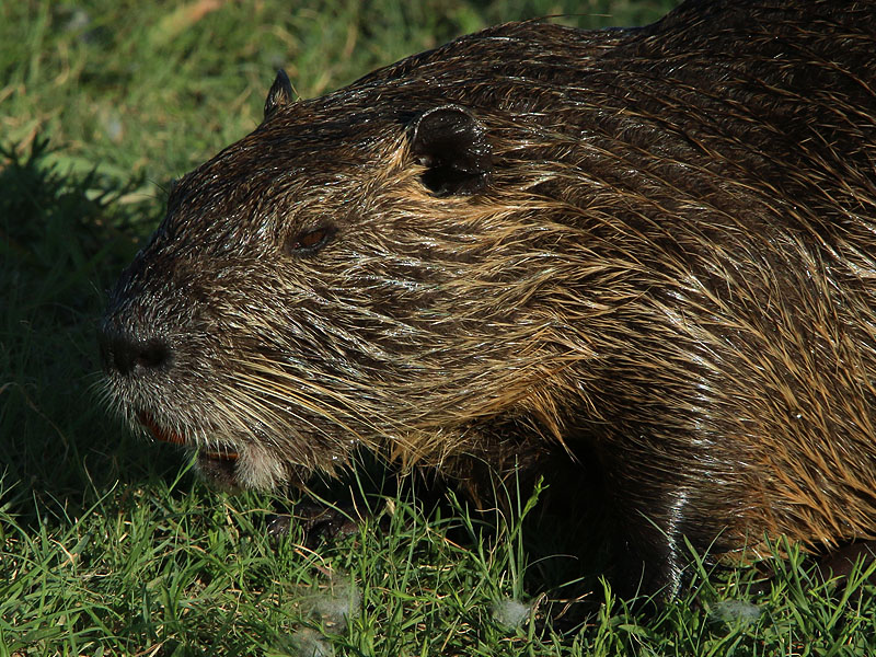 A large Nutria just emerging from the water.