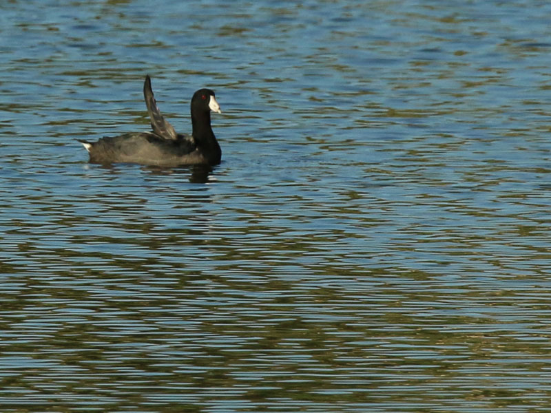 An American Coot showing sow disfigurement to one of its wings.