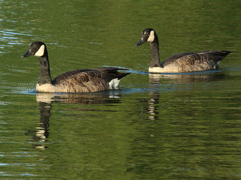 Canada Geese are beautiful birds.
