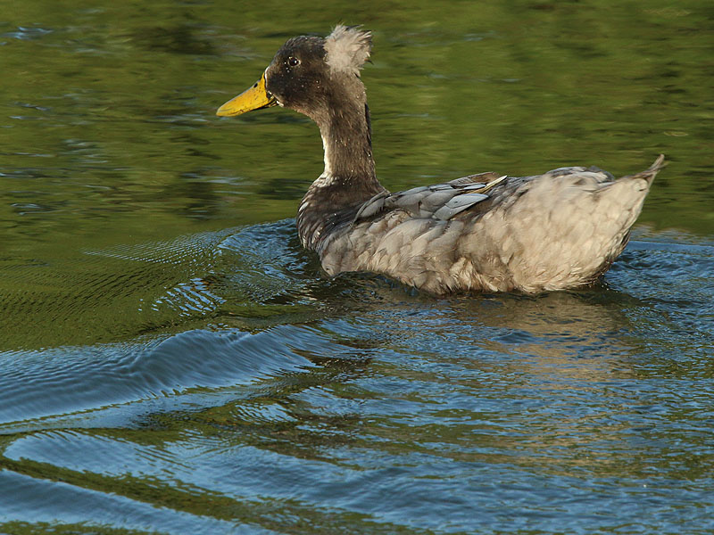 A Crested Duck—another domestic duck descended from Mallards.