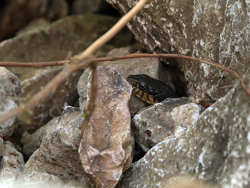Another water snake hiding just out of the water.
