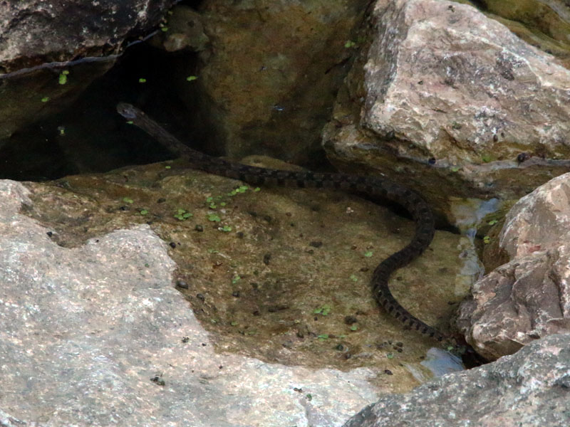 Diamondback Water Snakes can grow to nearly 5 feet in length.  The snakes in this pool were juveniles.