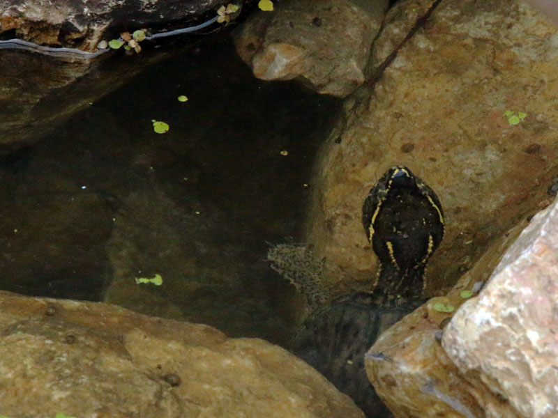 Also in the pool was an Eastern Musk Turtle.