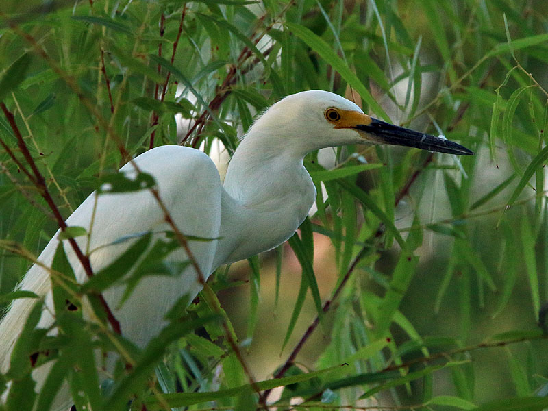 A Snowy Egret in the willows.