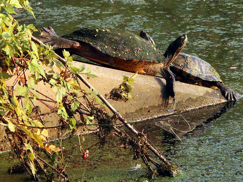 The same turtles from a different angle.