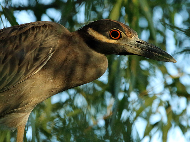 A second Yellow-crowned Night Heron.