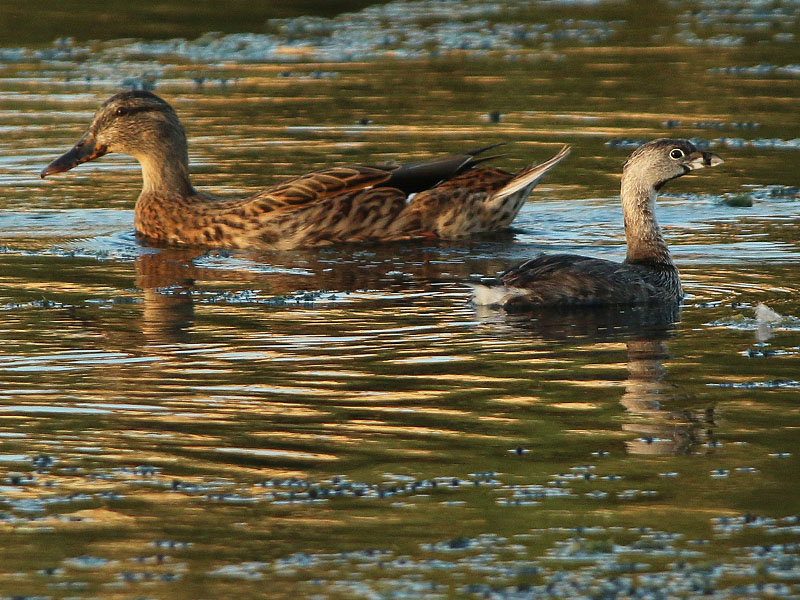 A nice size comparison between the Pied-billed Grebe and a female Mallard.