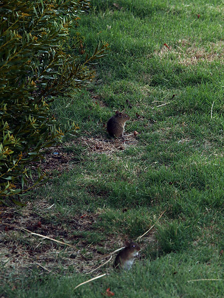 A pair of Hispid Cotton Rats come out to feed as the sun begins to set.