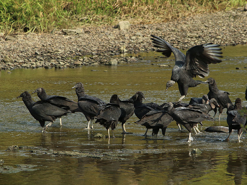 Black Vultures feeding on dead fish.