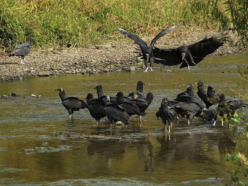 A steady stream of new vultures arrived to join in on the feeding.