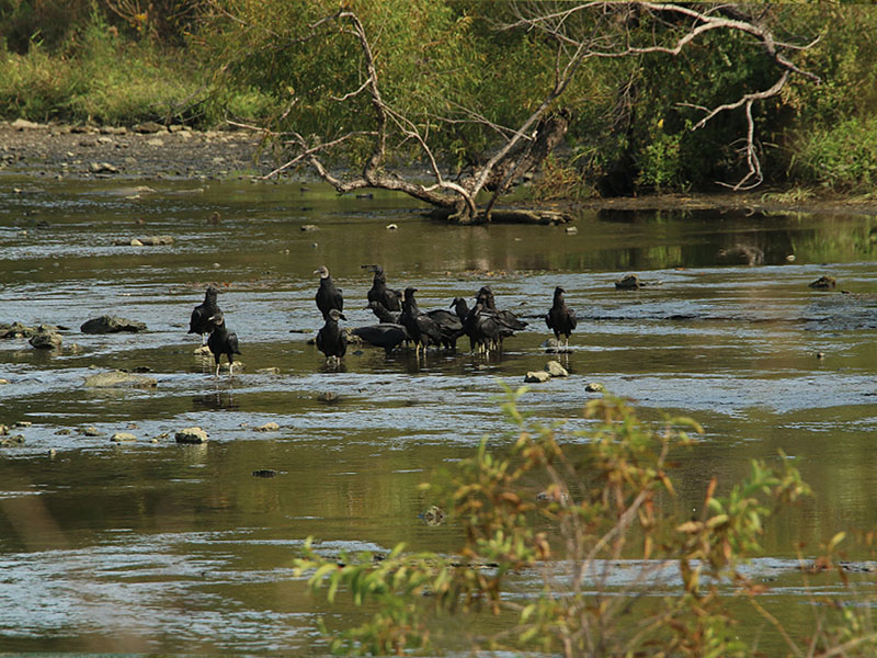 Groups of vultures formed in many different places on the river bed.