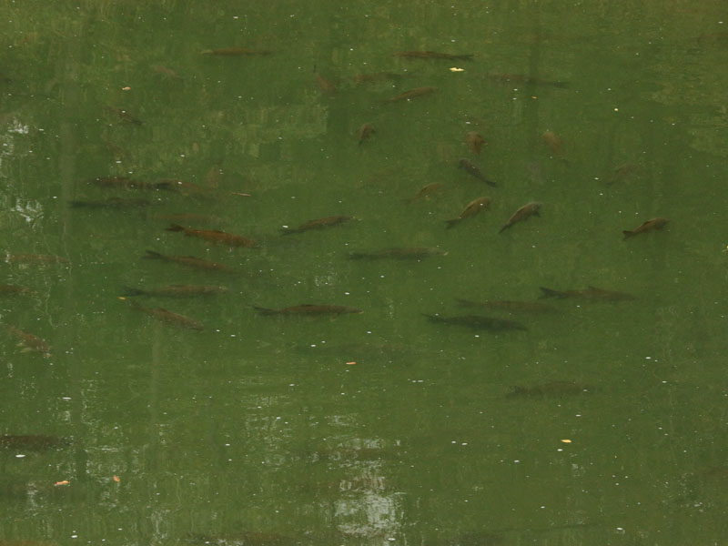 A hundred or more Common Carp crowded together in places where the water was still relatively deep.