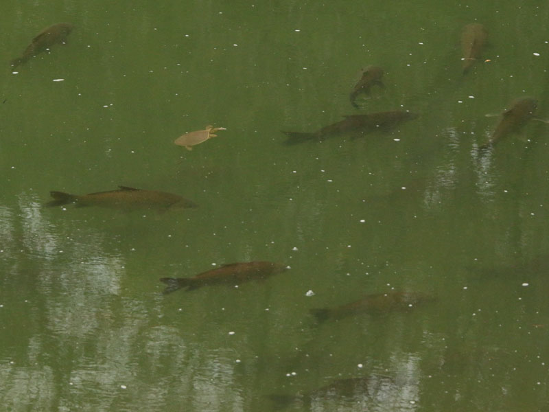 A Spiny Softshell Turtle joins in.