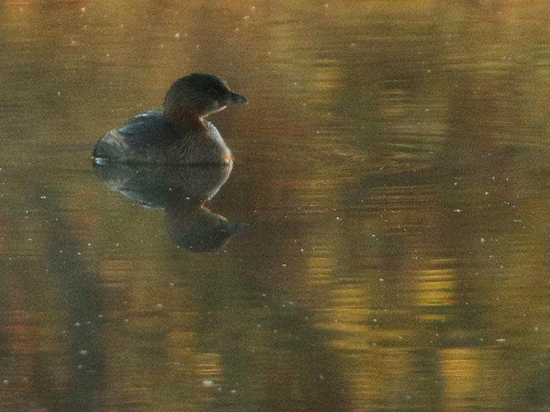 A Pied-billed Grebe on a fall palette.