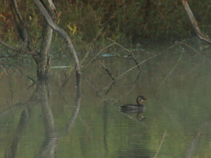 A grebe in the marsh.