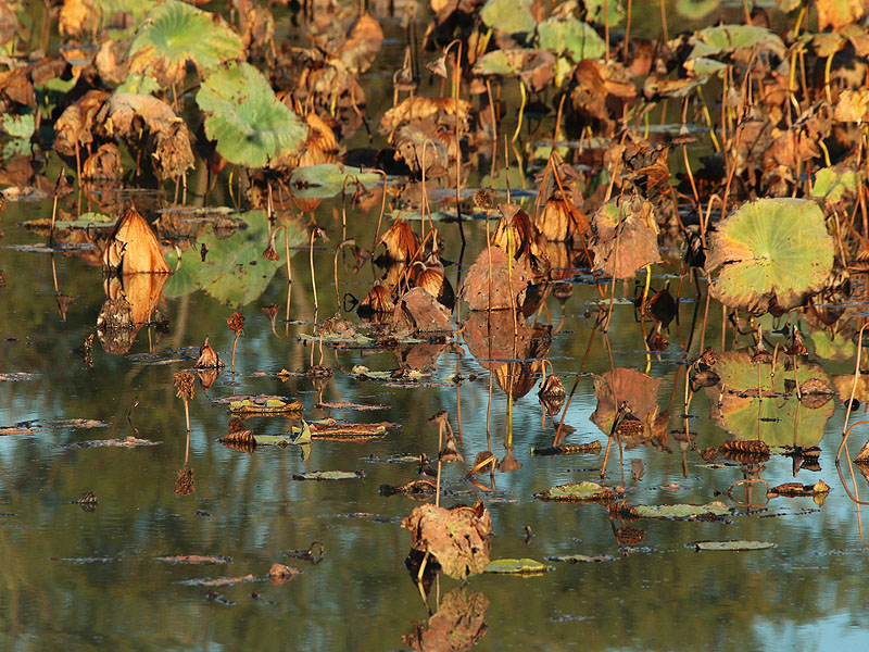 Lily pads on the Bittern Marsh.