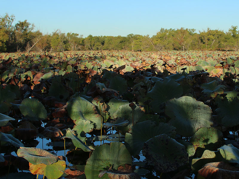 Lily pads as far as the eye can see.