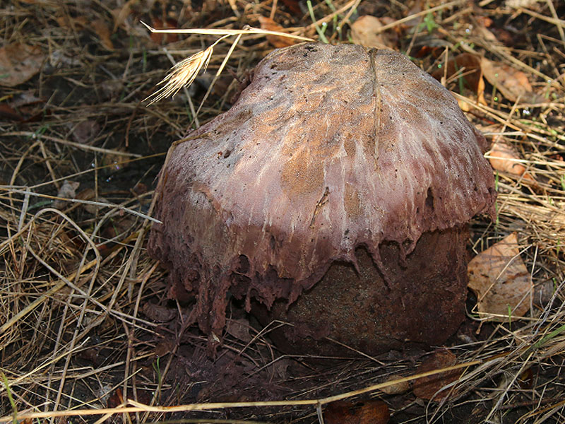 This mushroom/fungus was the size of a coffee can.