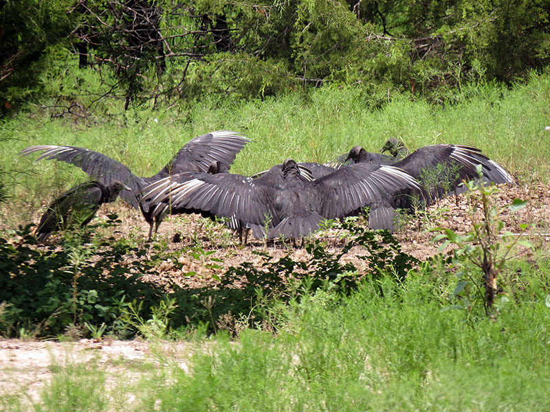 Black Vultures sunning their wings.