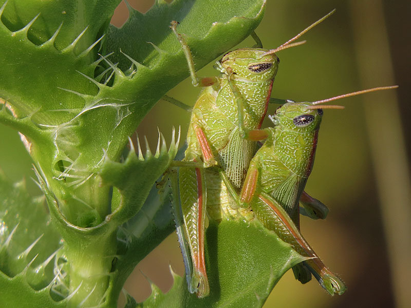 Showy Grasshoppers mating.