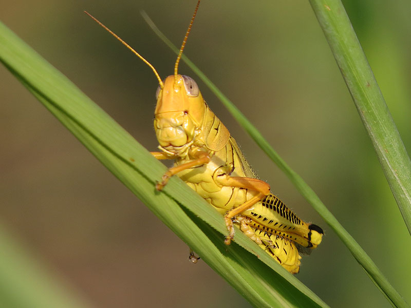The ubiquitous Differential Grasshopper.