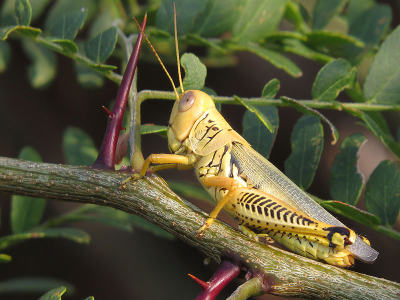 These grasshoppers are absolutely everywhere in mid summer.