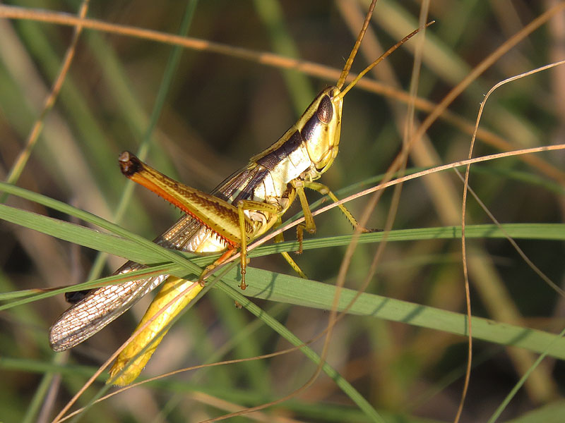 A Two-striped Grasshopper.