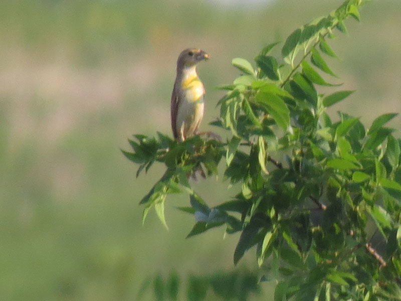 A female Dickcissel as seen from a great distance.
