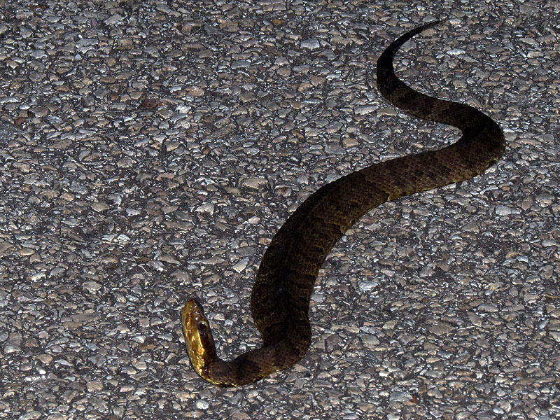 A posturing young Cottonmouth.