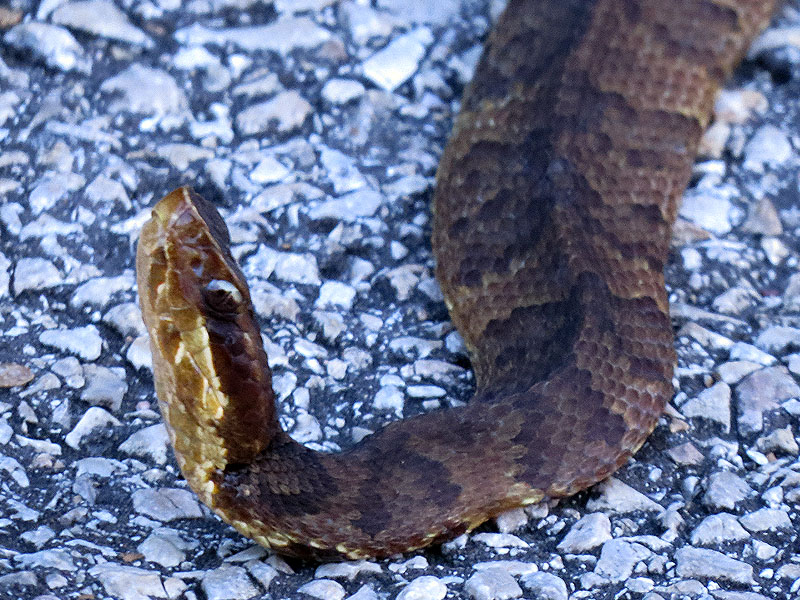 The close approach of my vehicle is what has placed this Cottonmouth on the defensive.