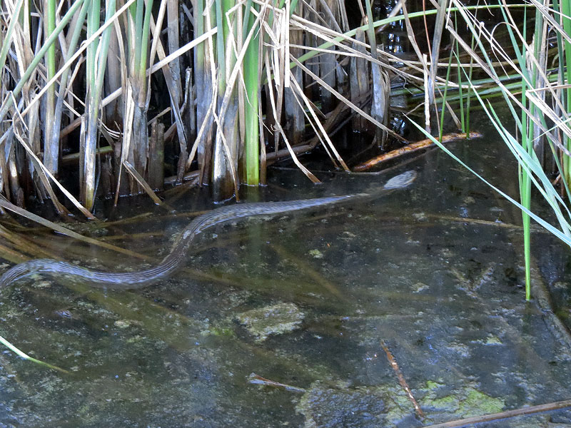 A Diamondback Water Snake making its way through the murky swamp.