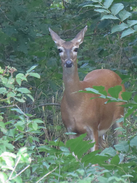 A White-tailed Deer emerging from the woods.