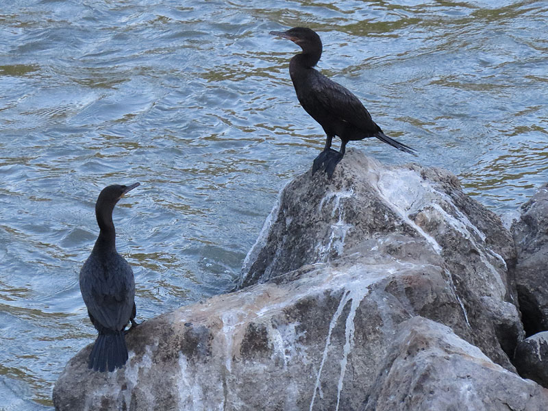 Neotropic Cormorants congregating by the river.