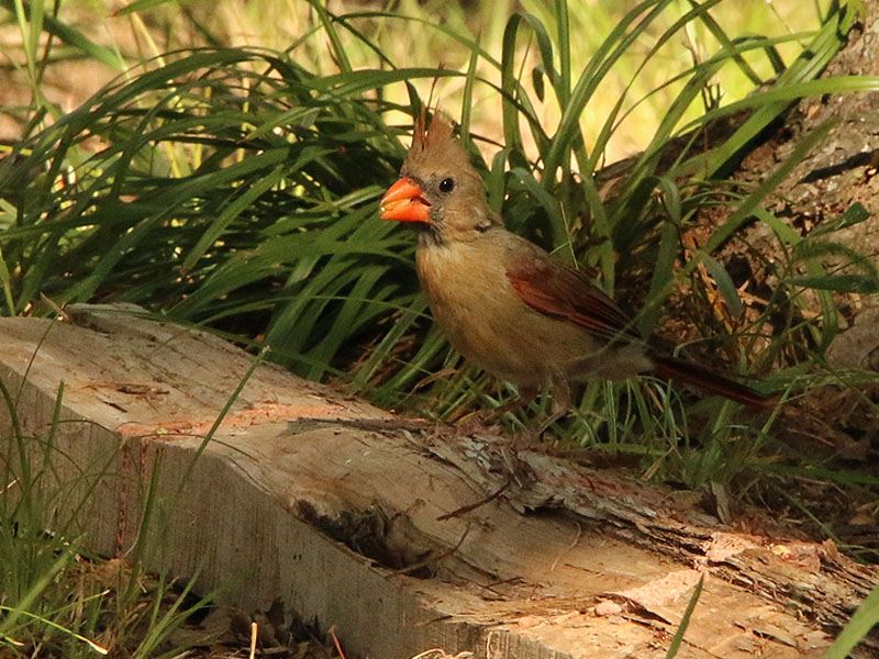 A female Northern Cardinal
