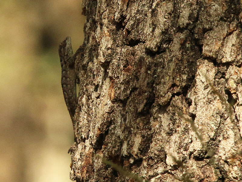 A juvenile Texas Spiny Lizard just barely distinguishable from the bark he is on.