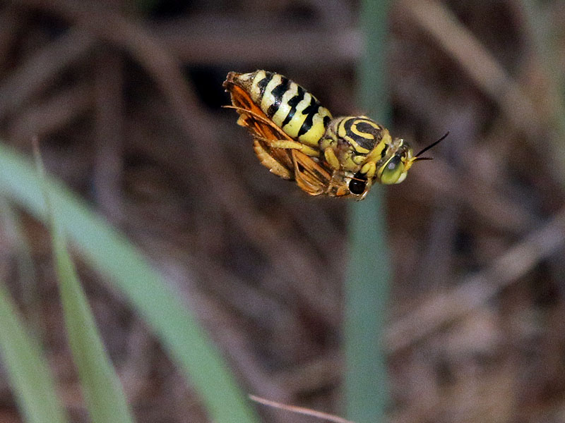 A sand wasp carrying a small butterfly back to its nest.