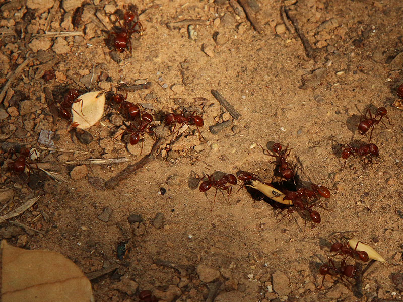 Harvester Ants carrying seeds back to their mound.