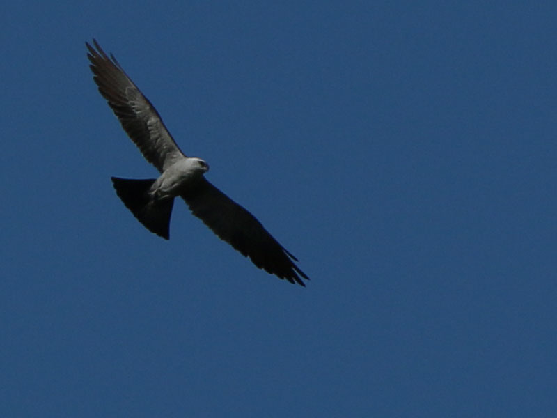 An adult Mississippi Kite.