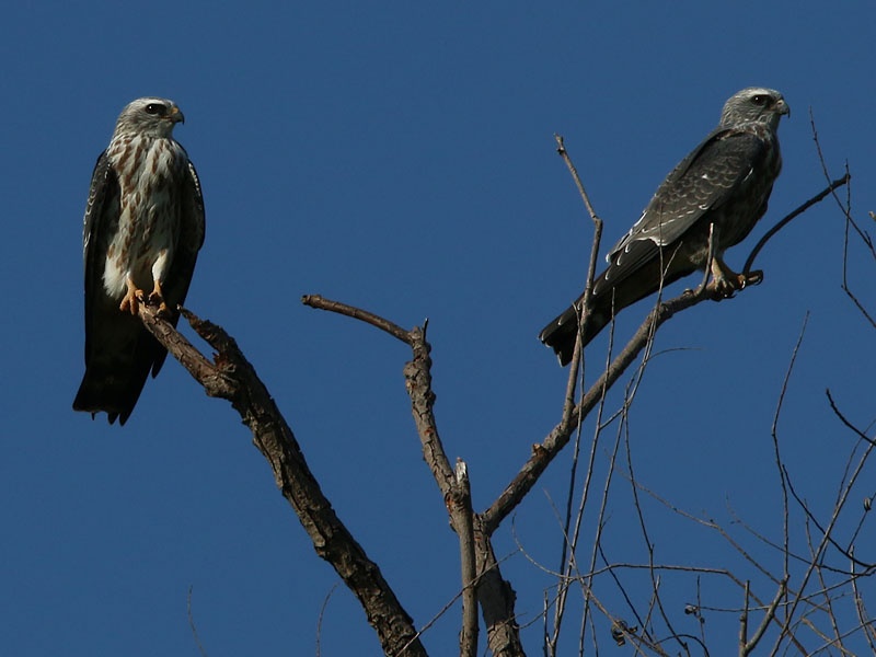 A pair of juvenile Mississippi Kites.