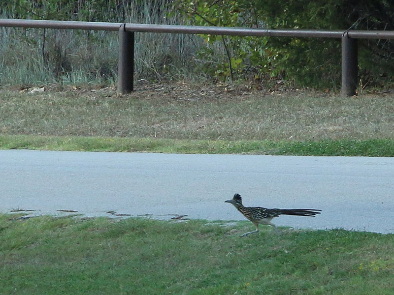 A Greater Roadrunner running on the road.