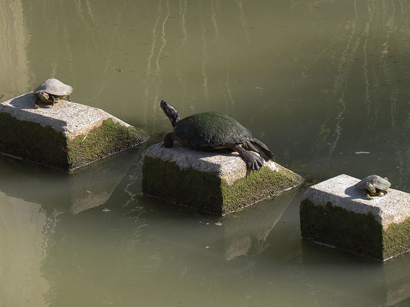 Red-eared Sliders of all ages.  That's an old melanistic in the middle there. 