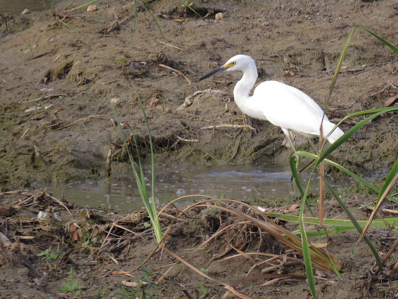 A resourceful Snowy Egret fishing in a small puddle of water.