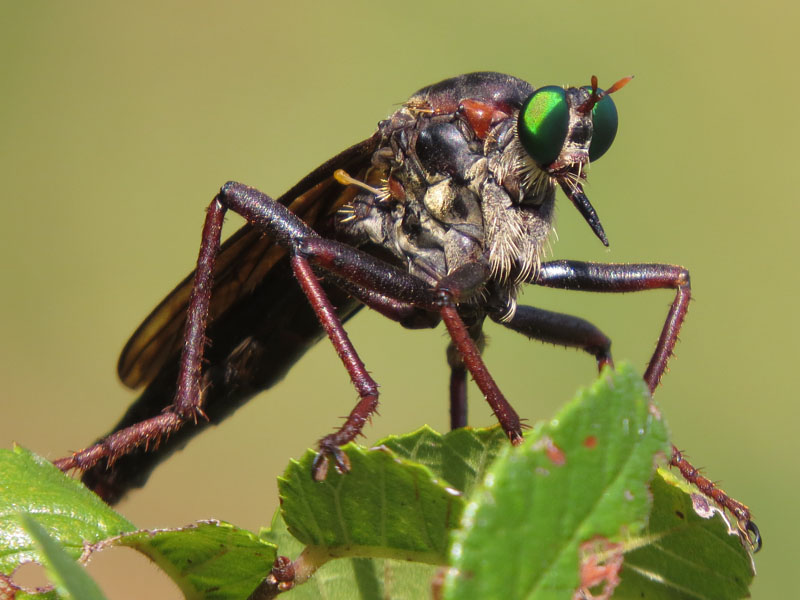 Giant Green-eyed Robber Fly
