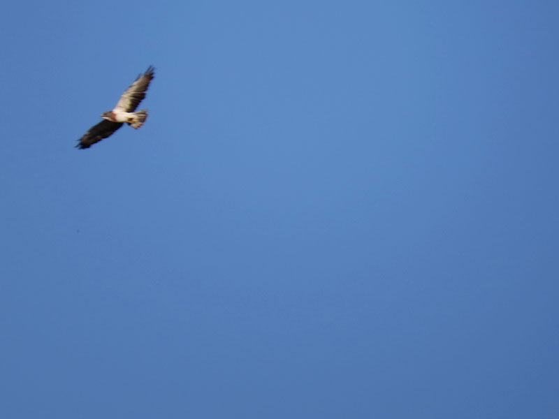 A high flying Swainson's Hawk.