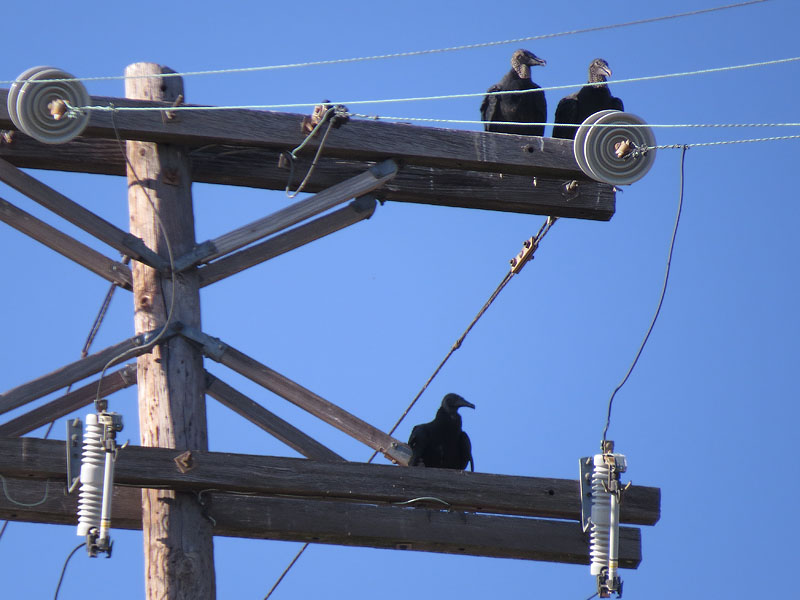 Black Vultures congregating on a utility pole.